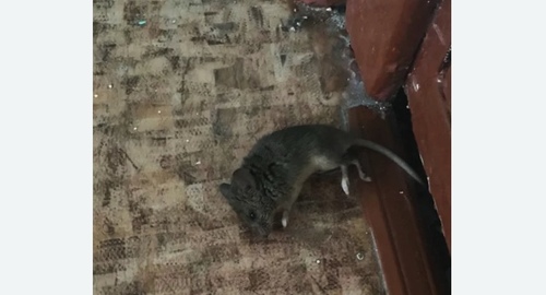 Дезинфекция от мышей в Усть-Илимске